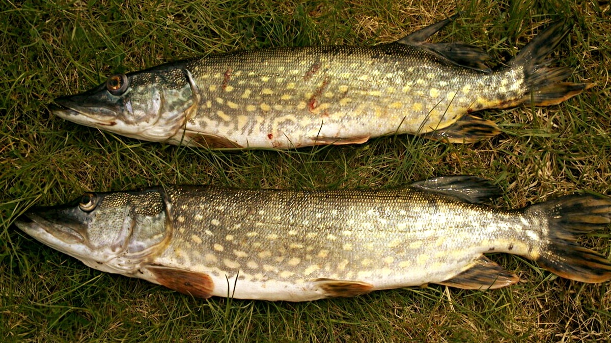 Почему опытные рыбаки молчат об этом способе ловли щуки