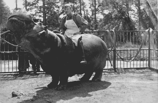 Владимир Полонский с бегемотом Гансом.