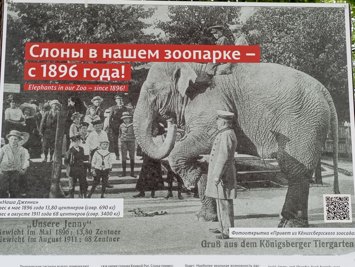 Знаменитая слониха Дженни.