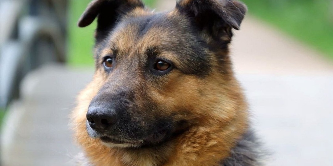 5 приютских собак, которые ищут дом