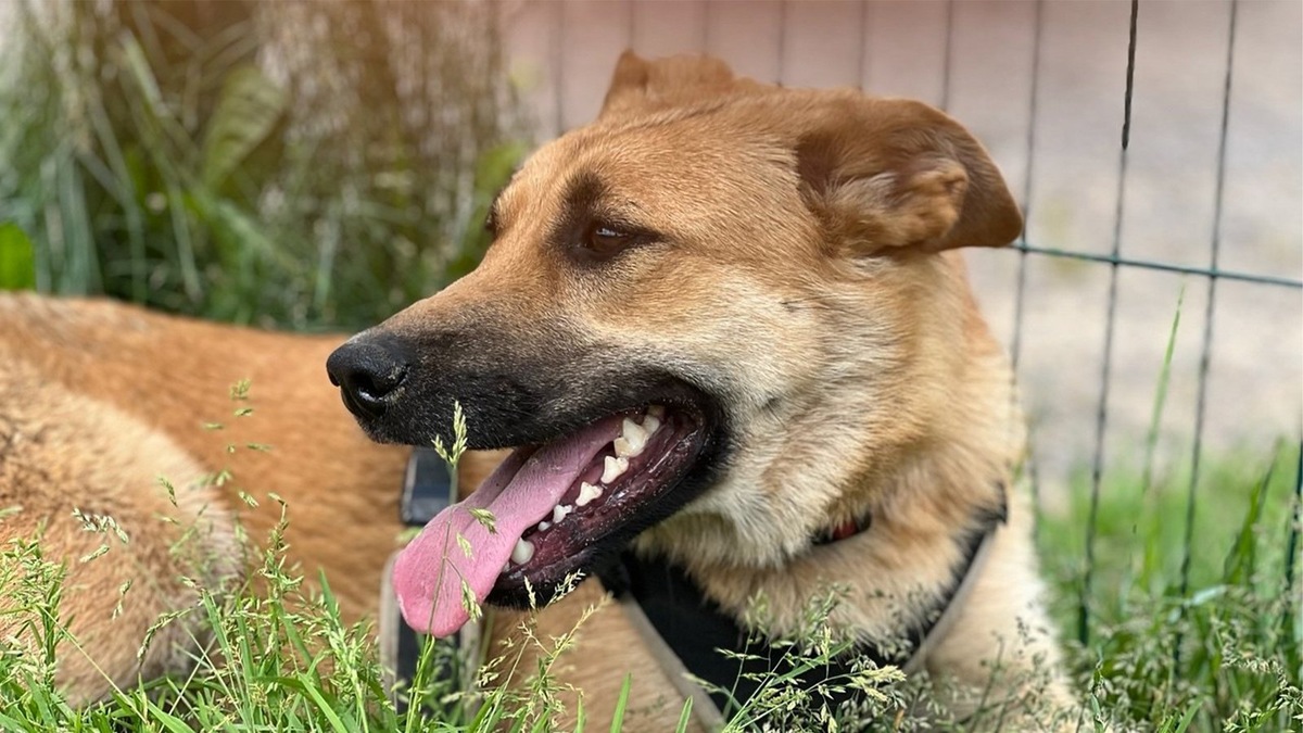    Собака Симона ищет дом