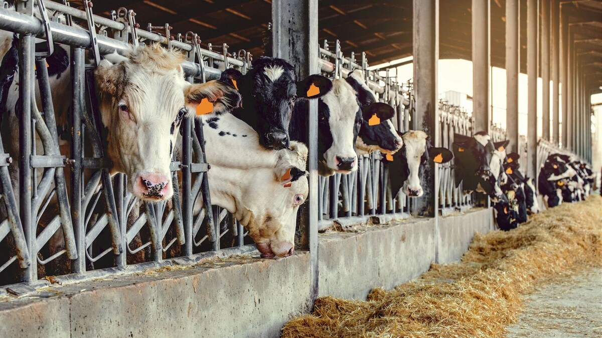    Фото: Perpis/Shutterstock/Fotodom