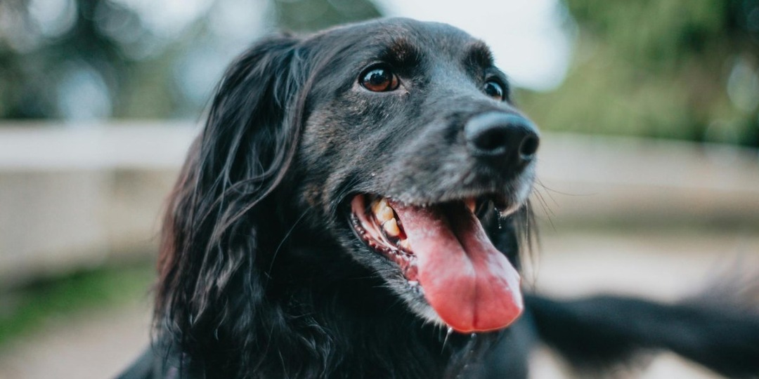 Глаза, полные благодарности: 10 причин влюбиться в приютскую собаку