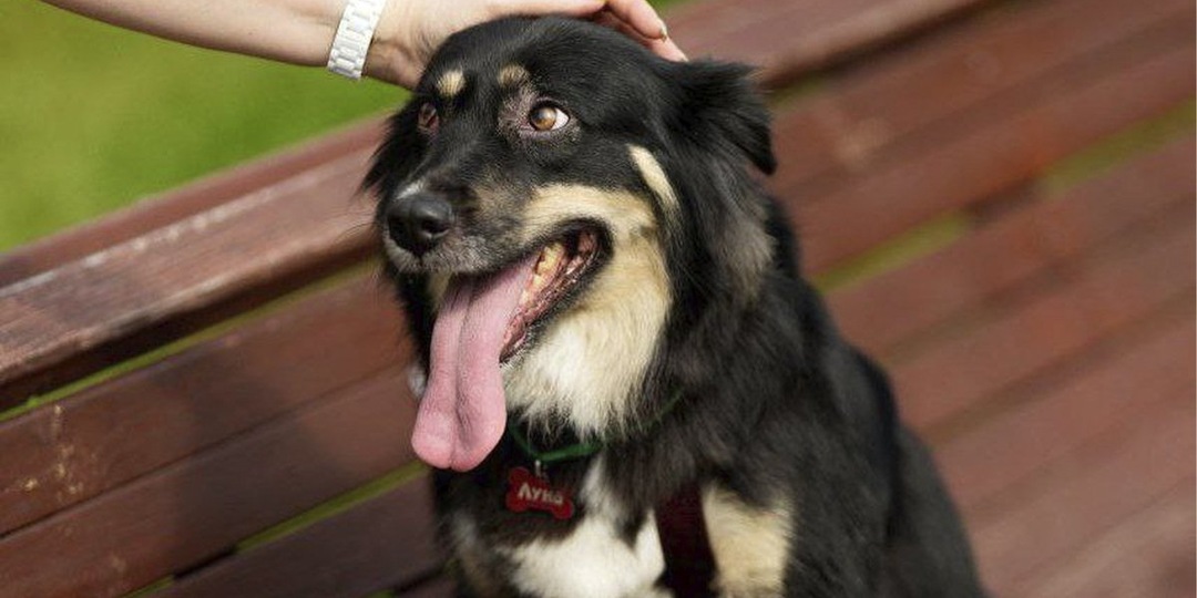 В Москве собаку вернули в приют после месяца дома