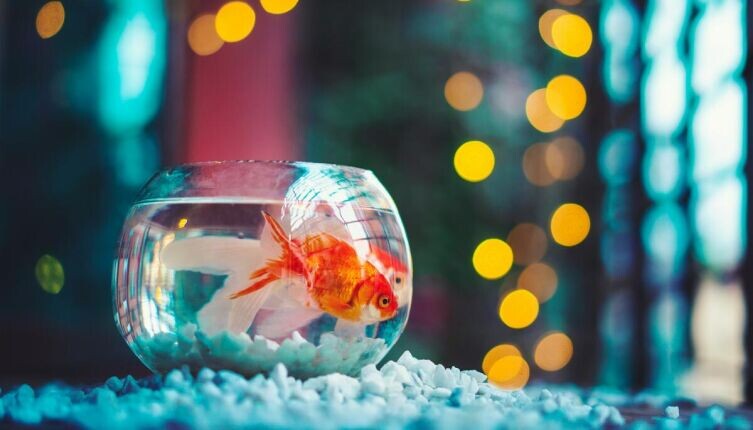    Безопасная аквариумистика. Как правильно содержать аквариум? Фото: Ahmed Hasan on Unsplash