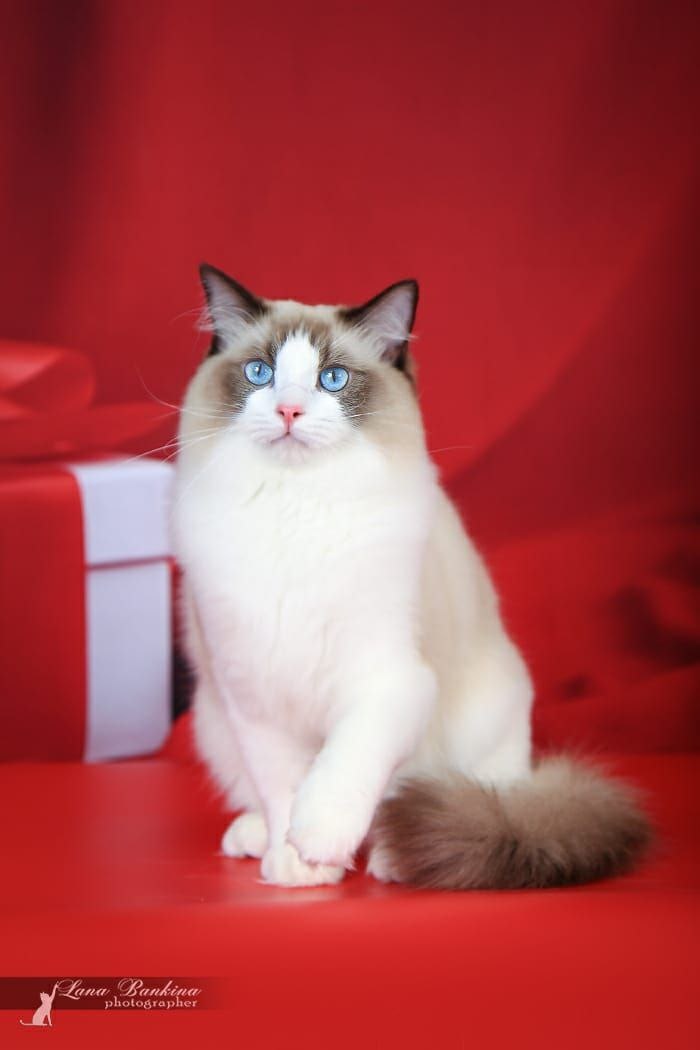 Хвастаюсь! Тот, который подороже, на фото