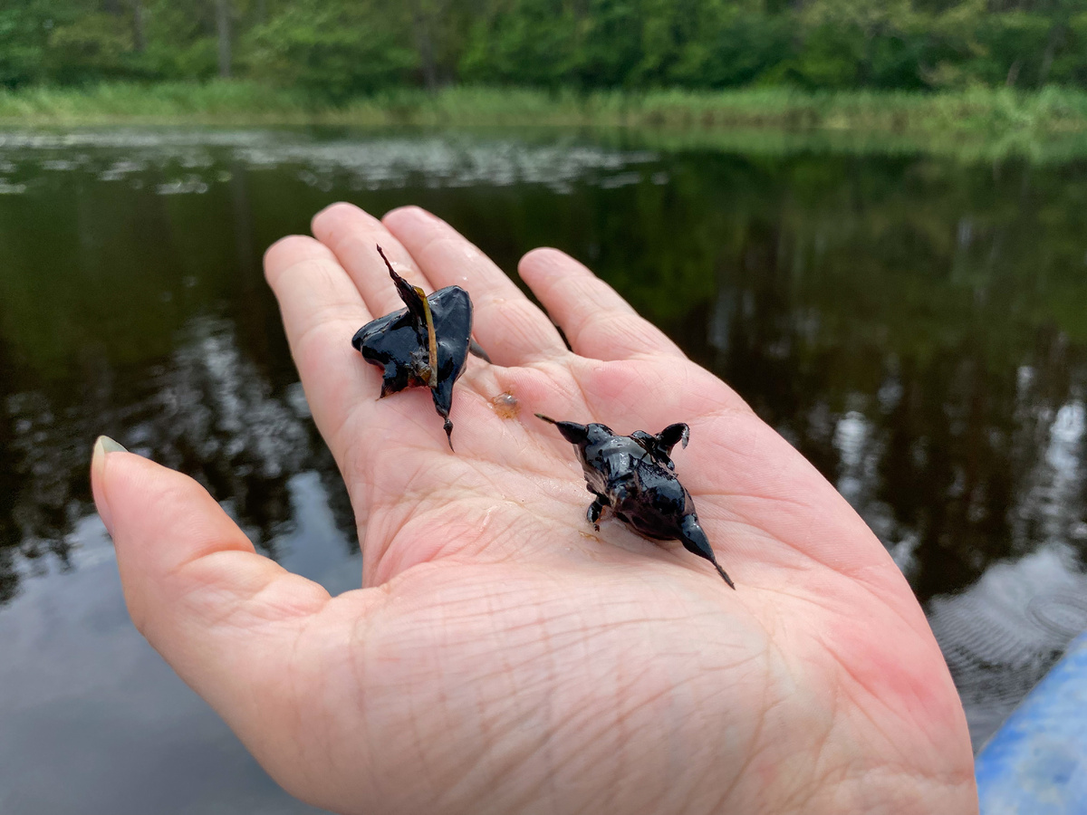 Краснокнижныя водяной орех