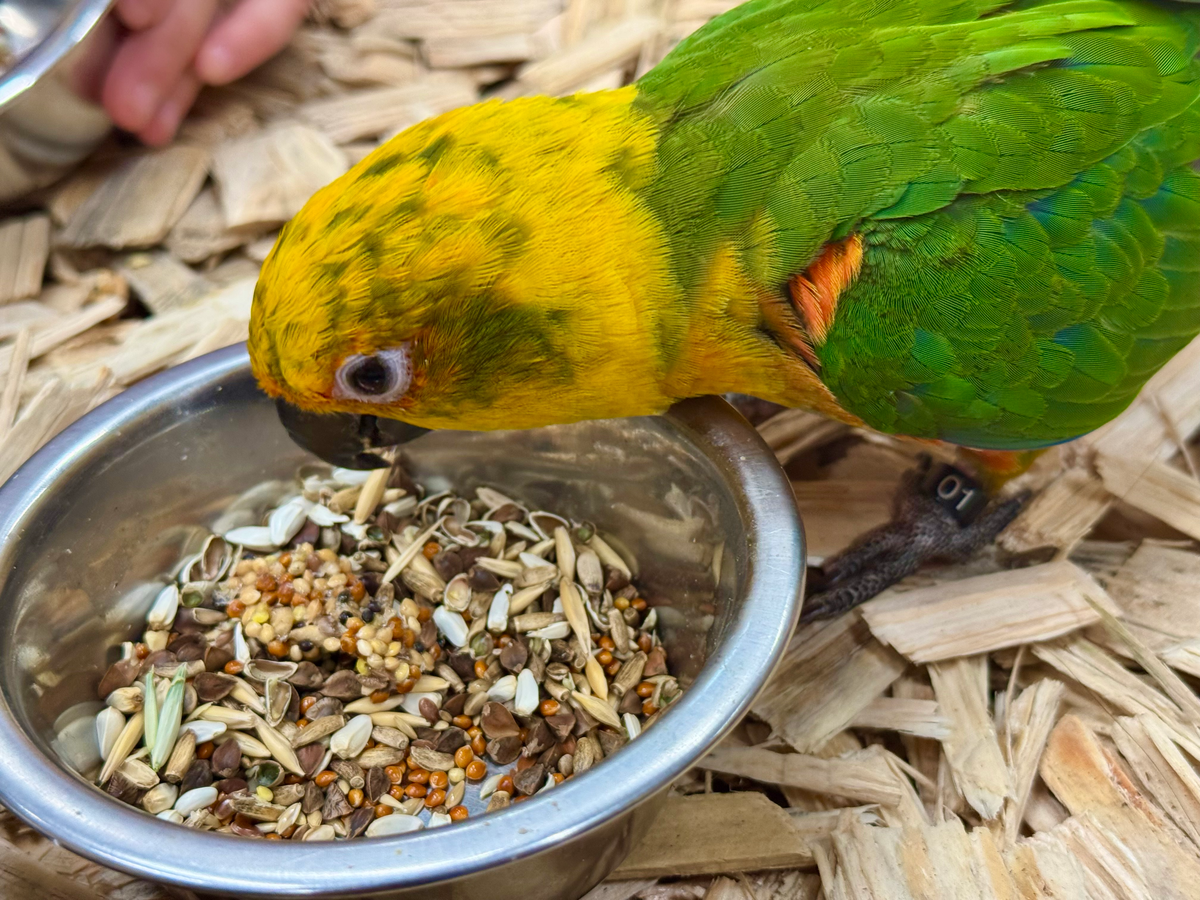 Дом попугаев, Краснодар