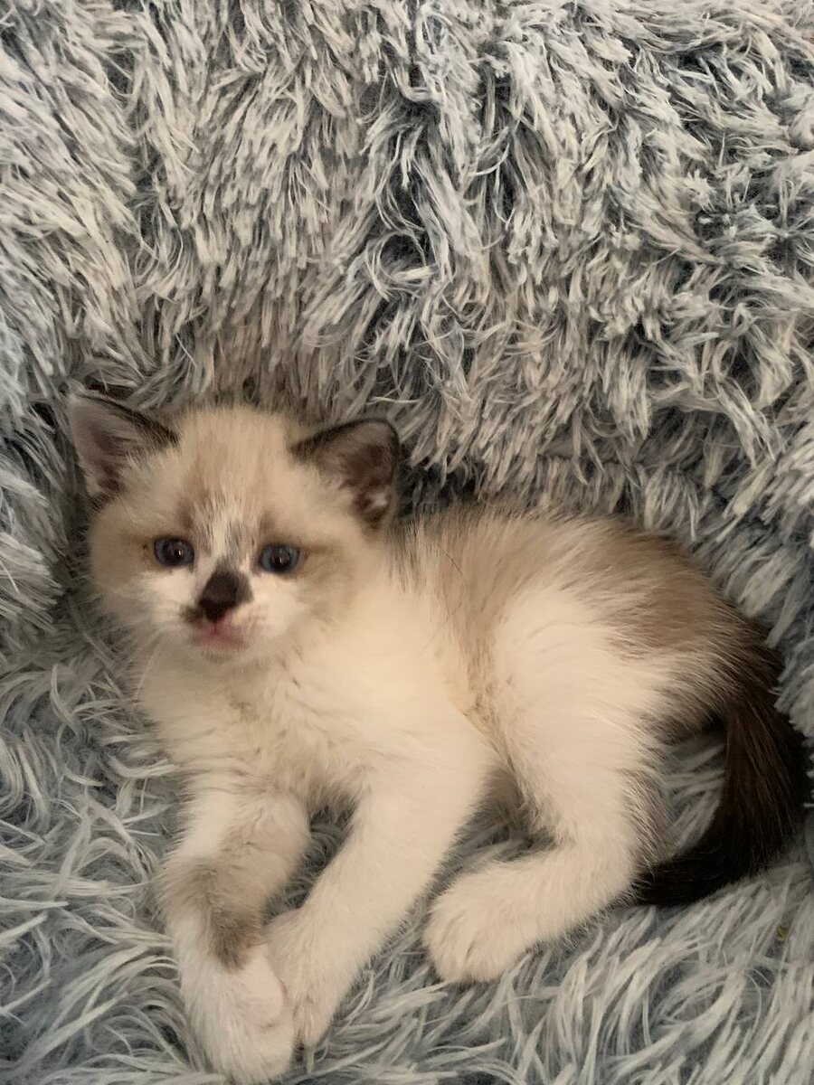 Нюня-Манюня