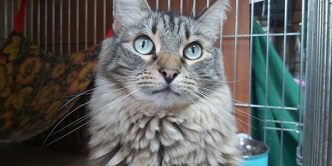 Приезжайте за царем зверей в миниатюре