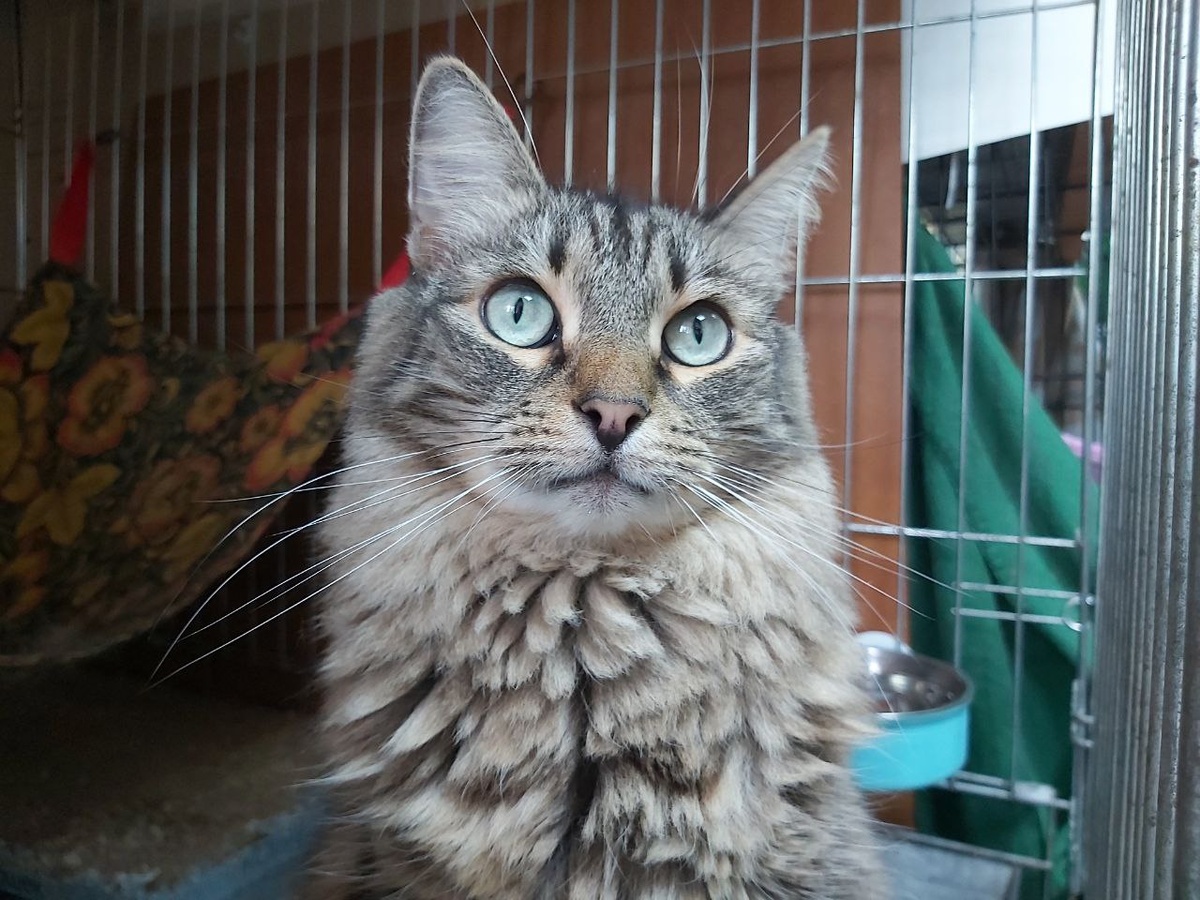 Котик Пуховик, 6 лет, найден во дворе дома. Котик спокойный, внимательный, ласковый и добродушный.