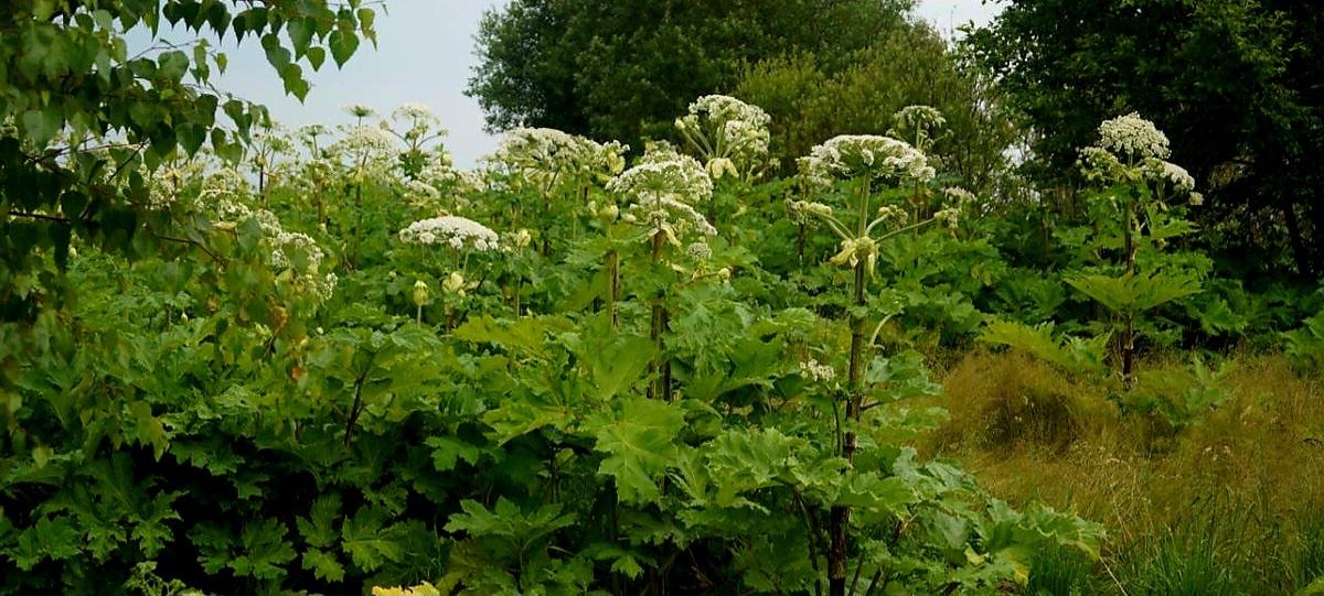 Борщевик Сосновского