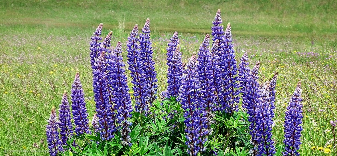 Многолистный люпин