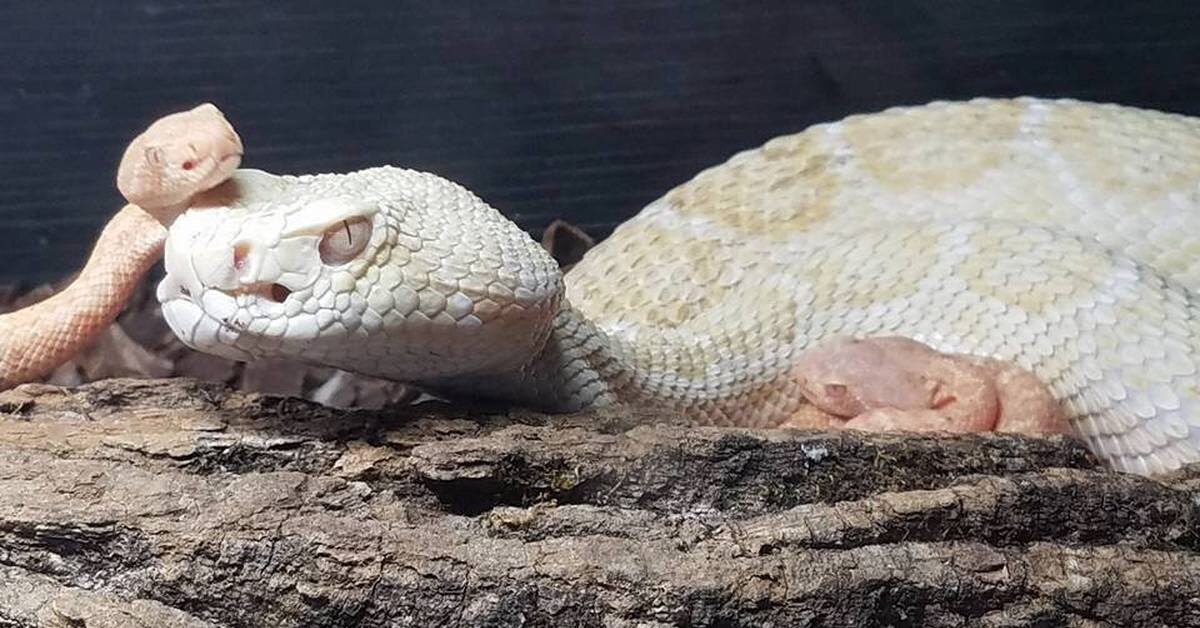 детеныш кобры