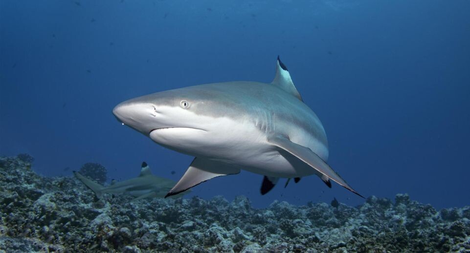    Norbert Probst/imageBROKER.com / www.globallookpress.com