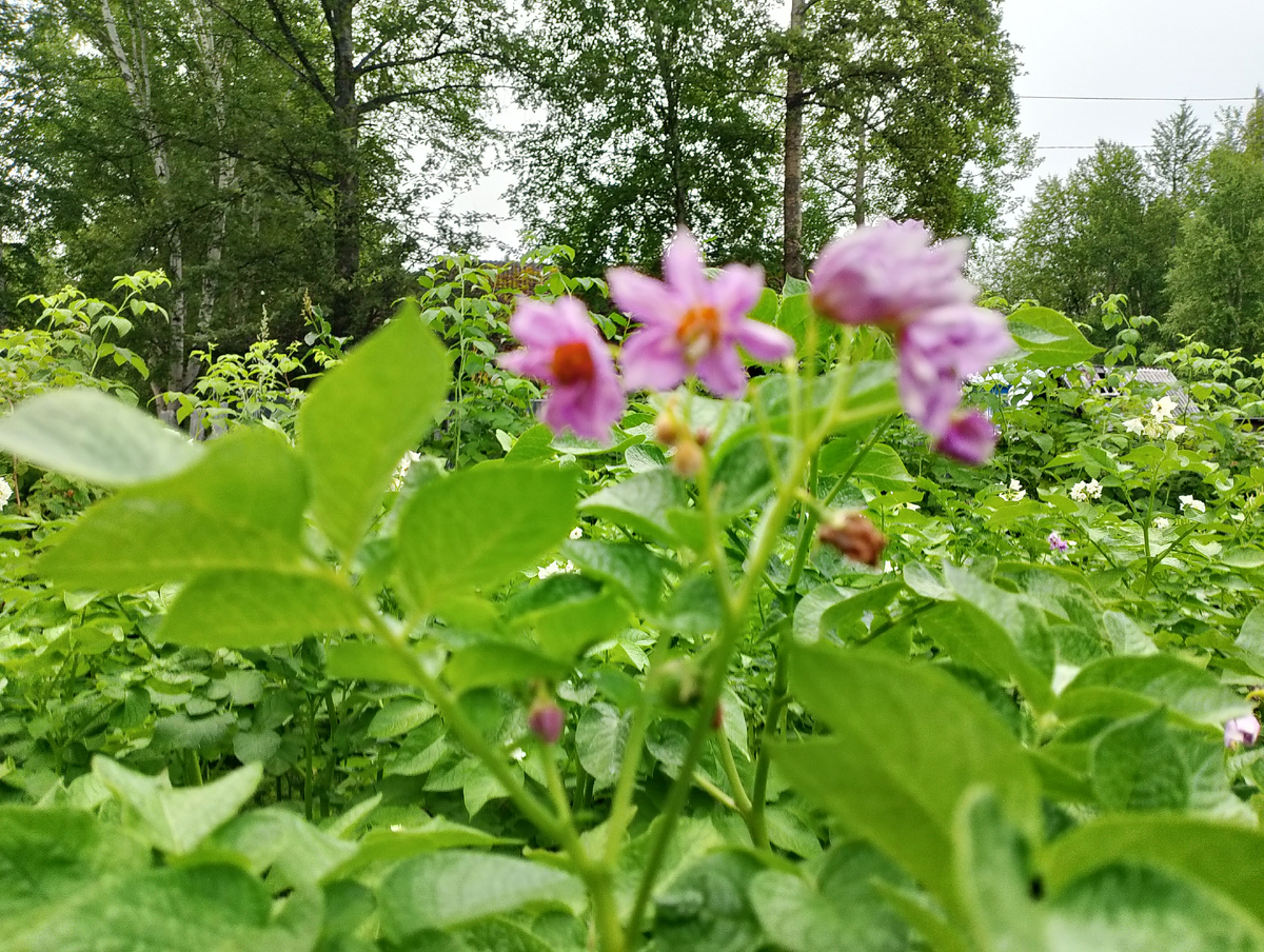 Фото автора.