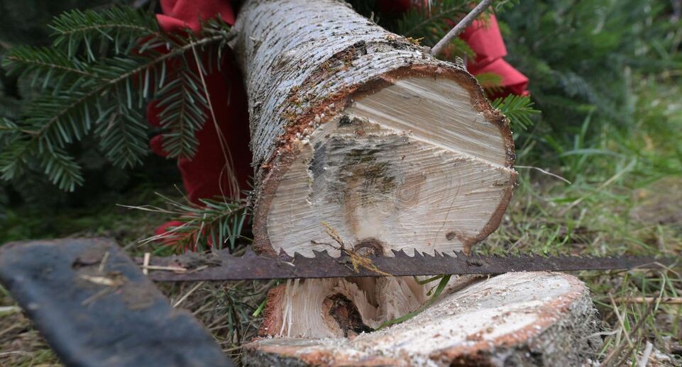    Michael Bahlo/dpa / www.globallookpress.com