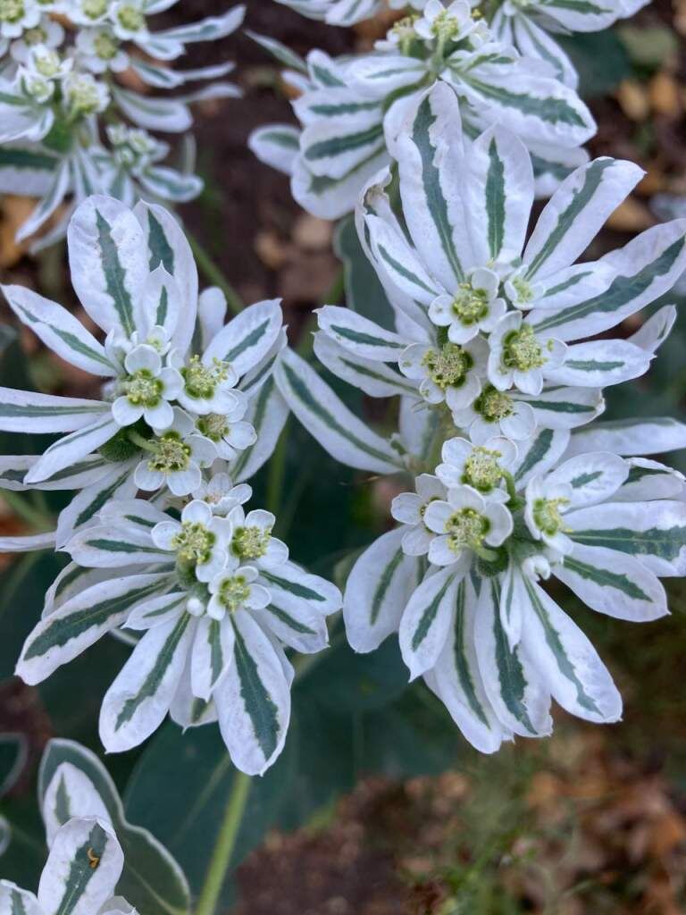    Фото Елены Меркуловой Валерия Стальная