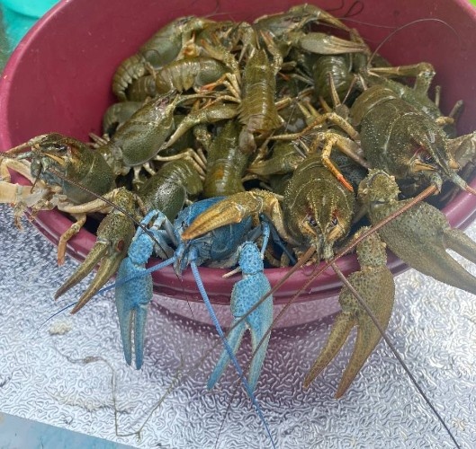    Чрезмерный вылов может навредить популяции