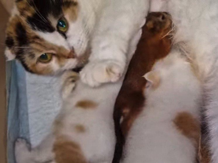     Скриншот видео из телеграм-канала фонда «Спаси меня»