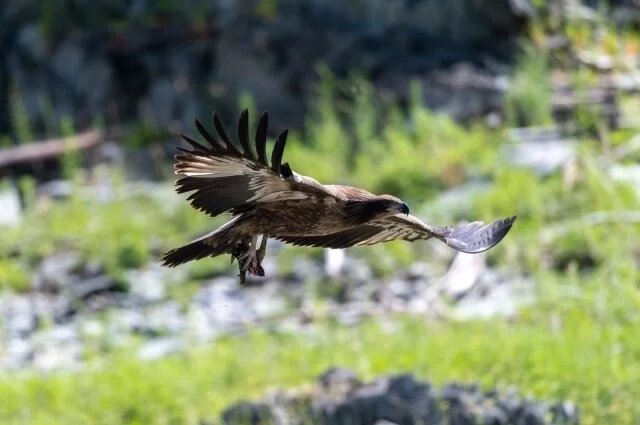    Орлана-долгохвоста впервые официально зафиксировали в Красноярском крае.