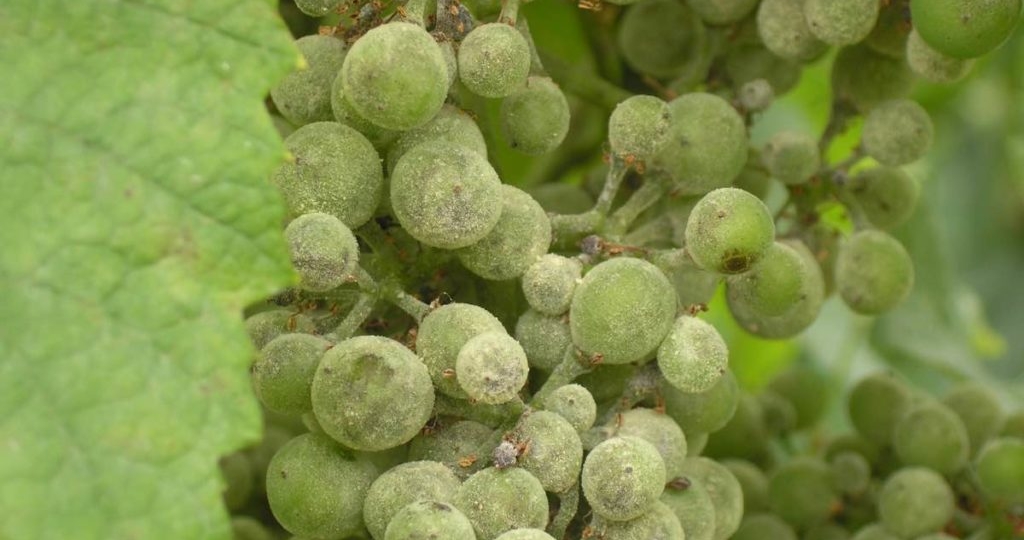 Как уберечь виноград от мучнистой росы когда ягоды спеют? Опрыскивание без химии — ключ к здоровым плодам.
