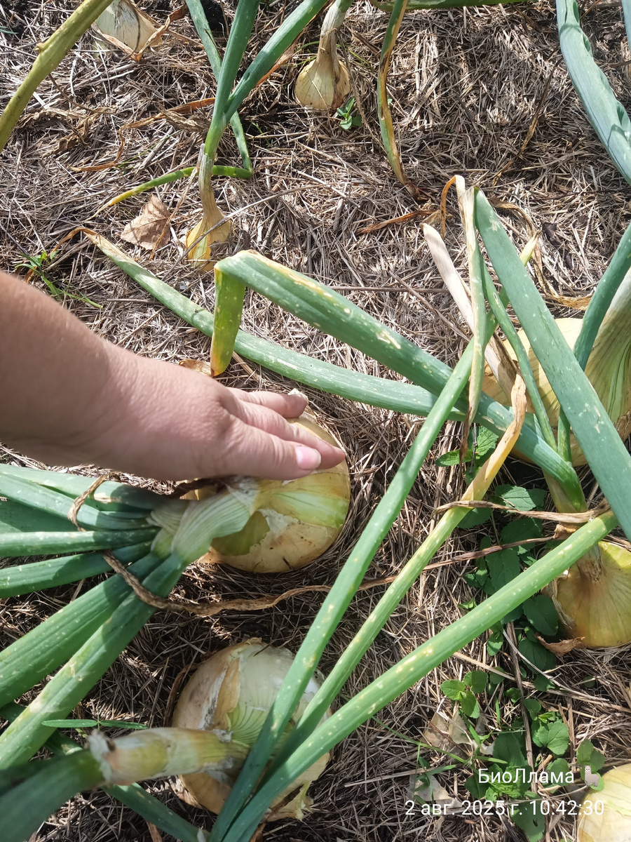 Самая крупная!