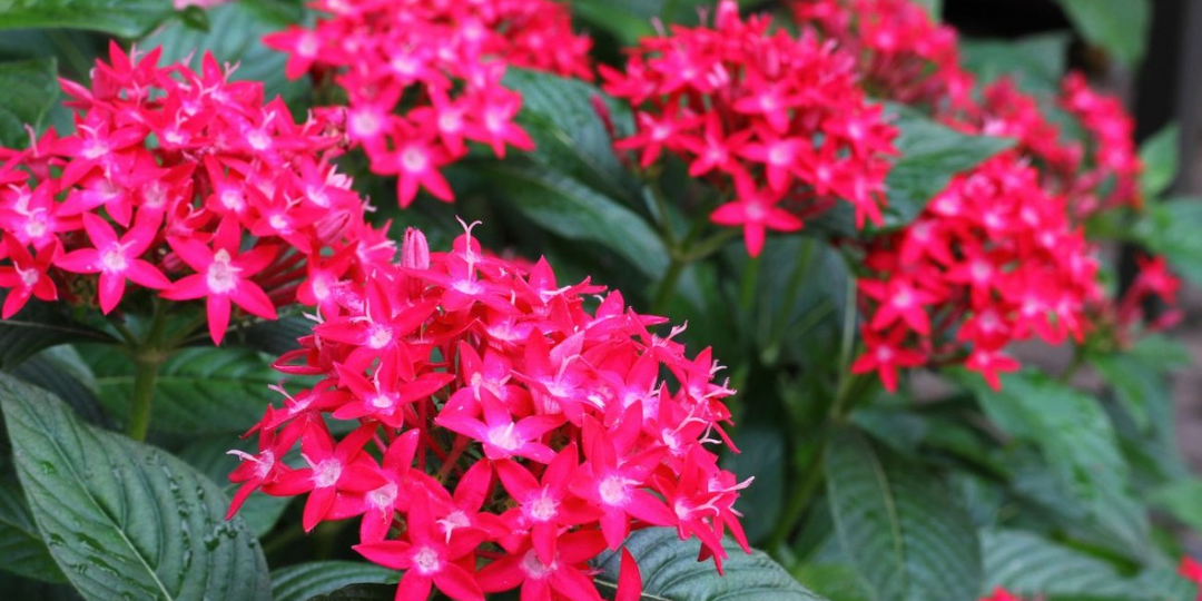 Он красив, как гортензия, но неприхотлив. Цветет все лето, выращивать легко.