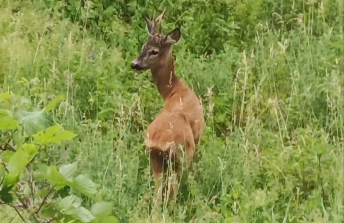    Браконьер из Новосибирска лишился билета за отстрел лося и косуль