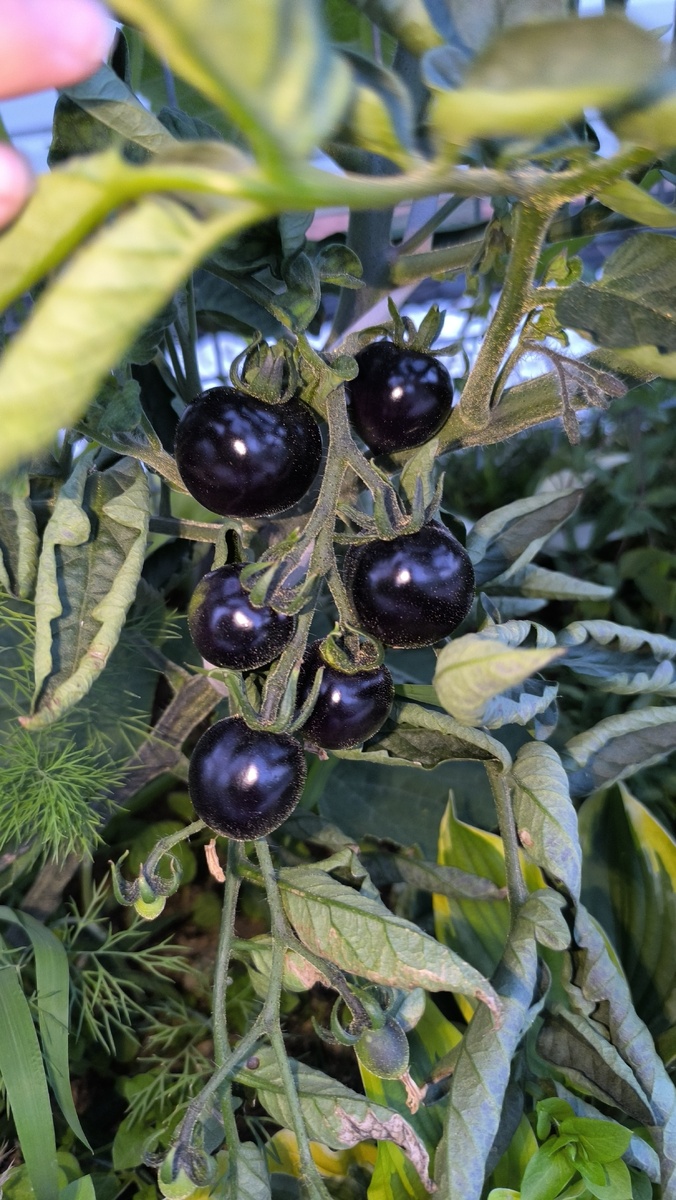 Очи черные этого года посадки.