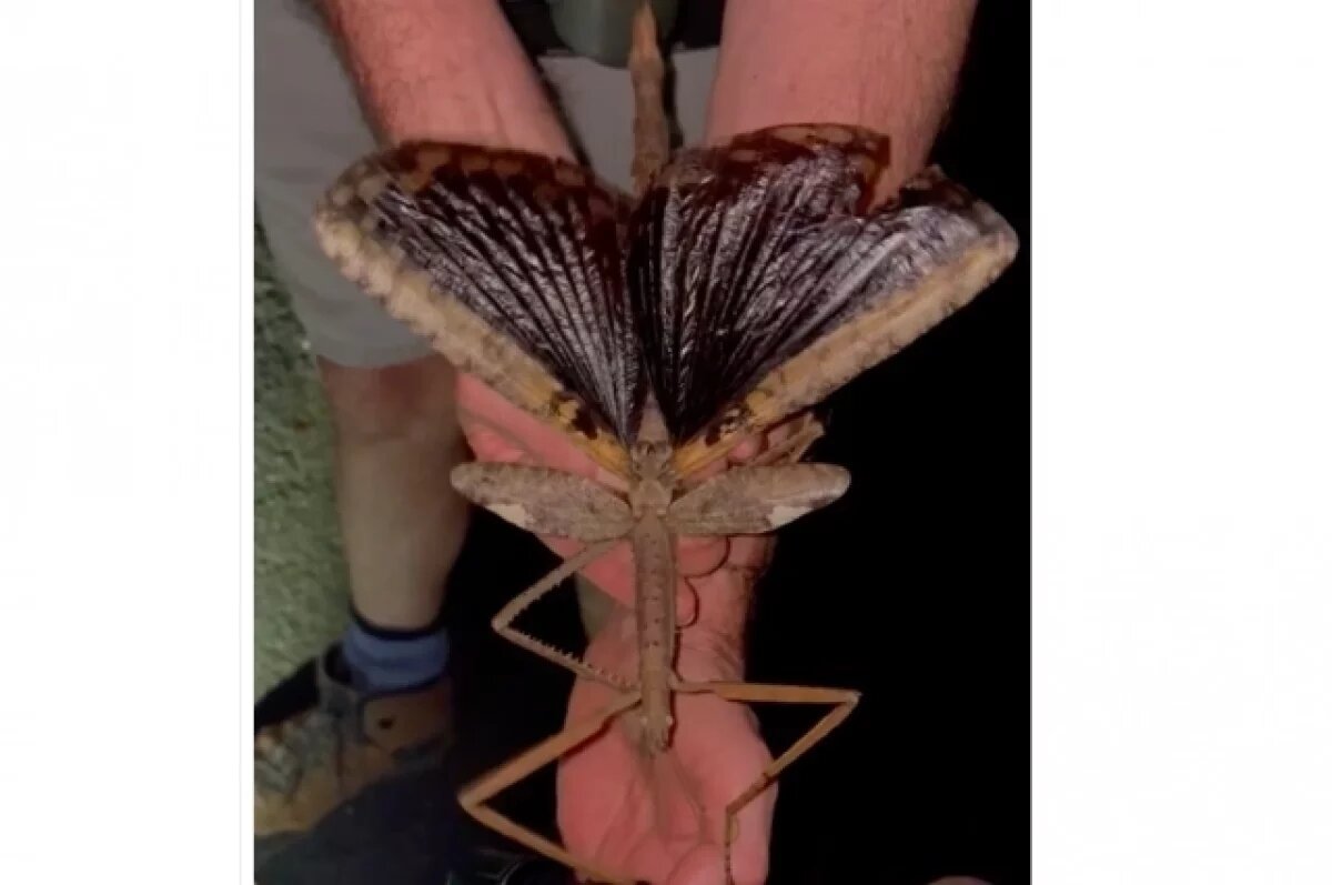    Биолог Китаев рассказал про новый вид появившихся гигантских насекомых