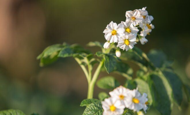 Источник фото: lysterra.ru