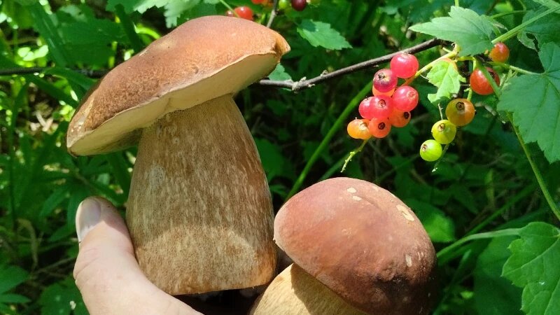     Сбор грибов на Алтае. ВК группа «Грибы и Грибники Алтайского края»