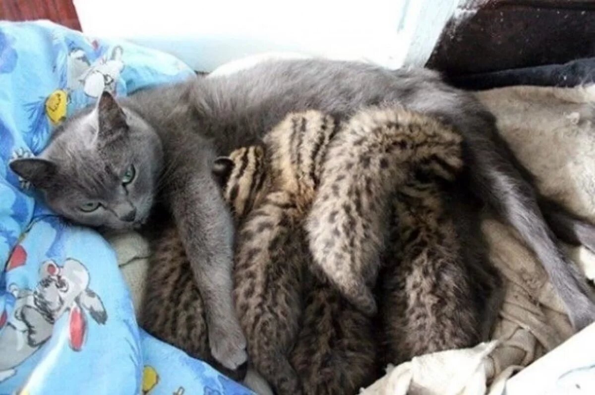    Домашняя кошка выкормила осиротевших дальневосточных котят