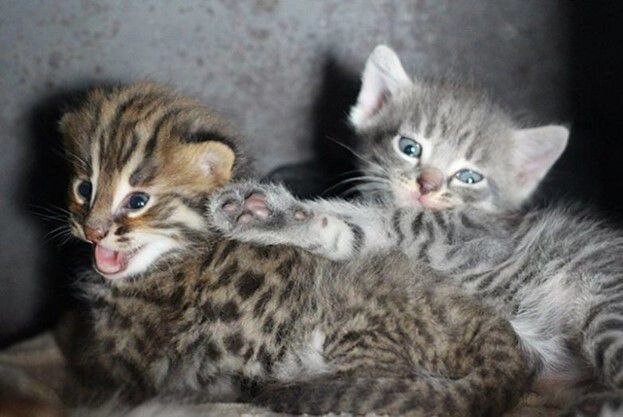    Дальневосточные котята Фото: Администрация Красноярска