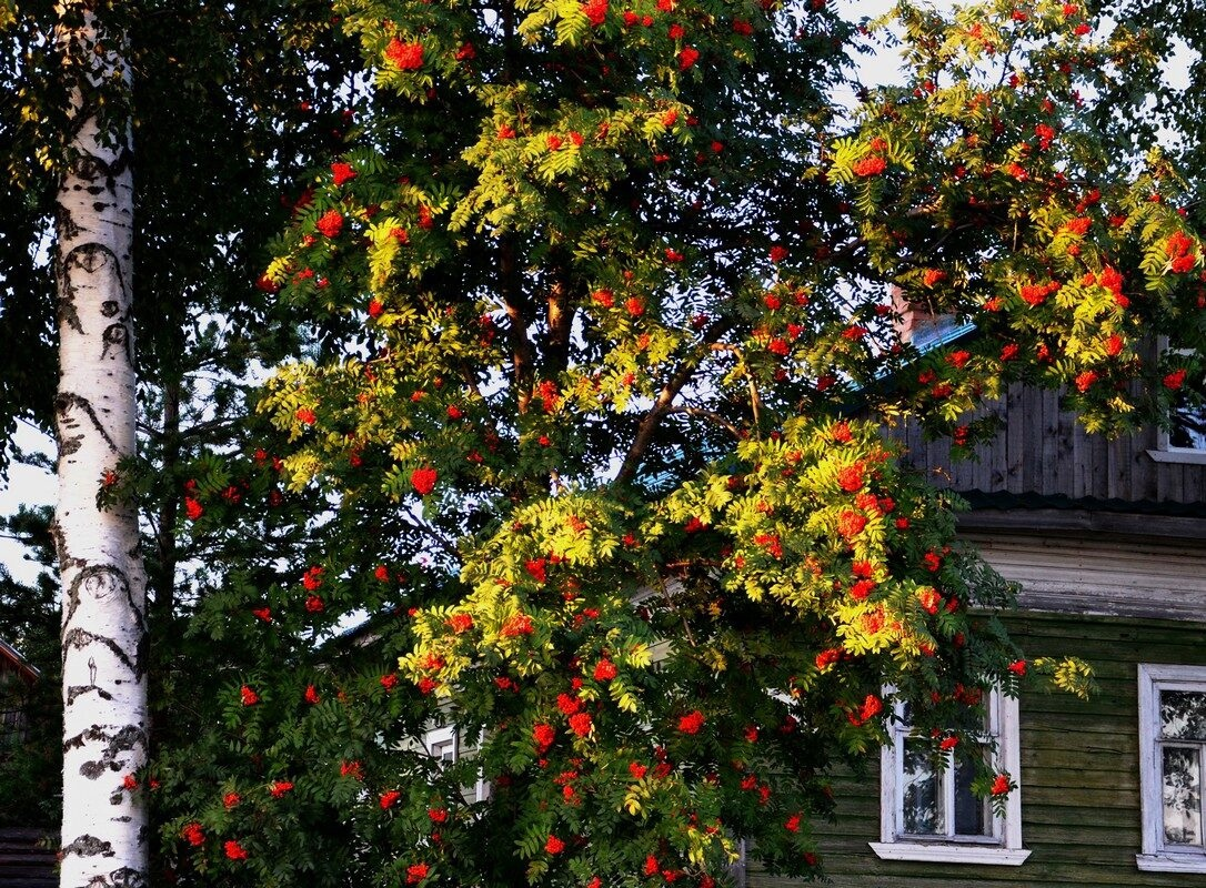 То березка, то рябина!