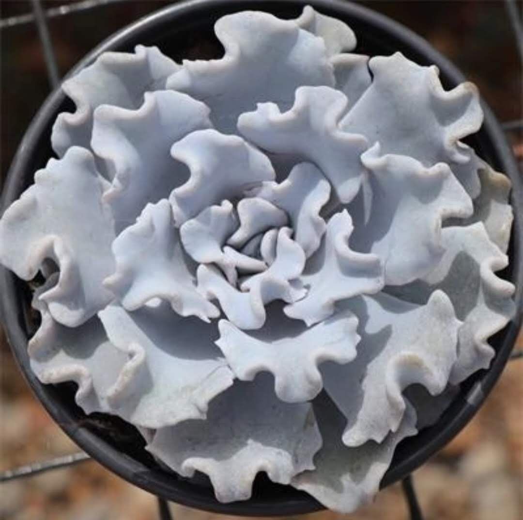 Эхиверия Криспат Бьюти