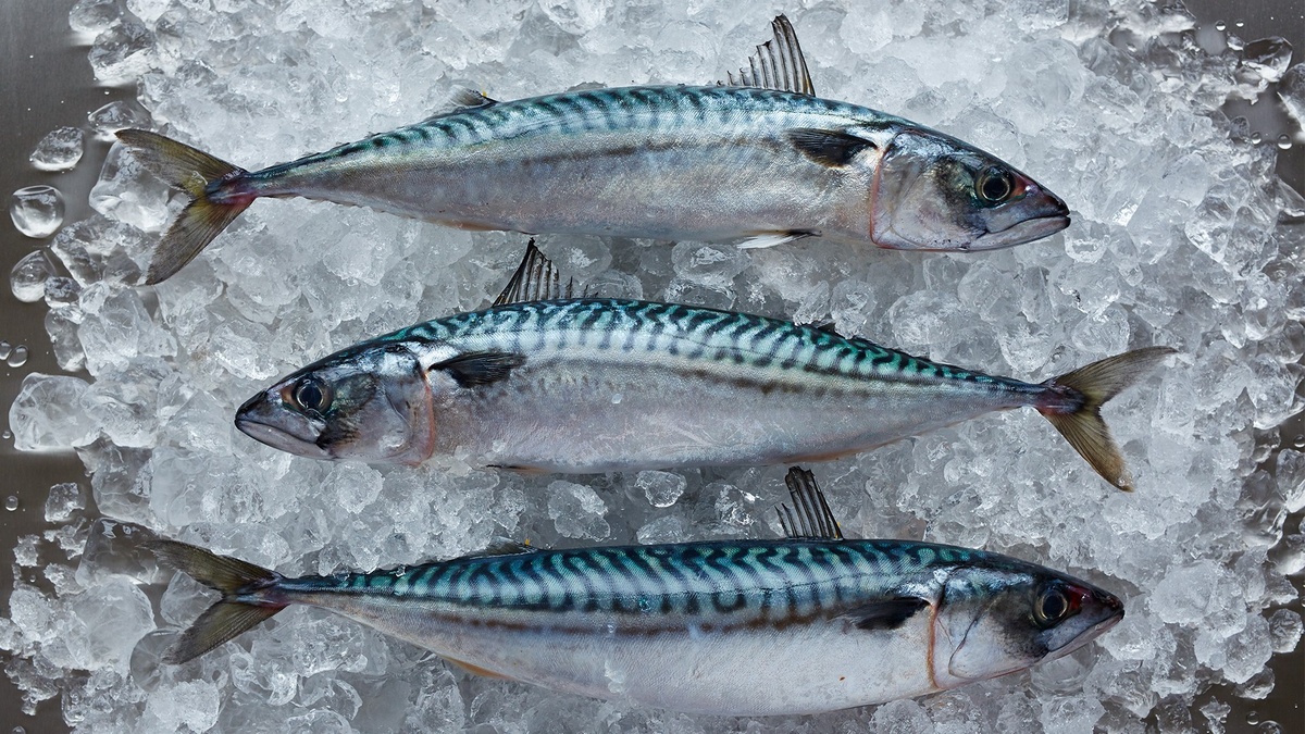 Фото с сайта: https://pressroom.misspublicity.nl/overheden-staan-al-jarenlang-overbevissing-toe-op-makreel-haring-en-blauwe-wijting/