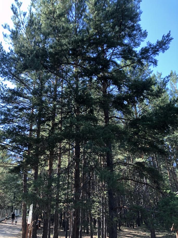 Сосны на Верхней Березовке