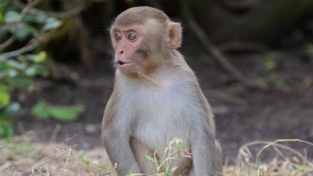 Фото с сайта: https://alev-biz.livejournal.com/3228672.html