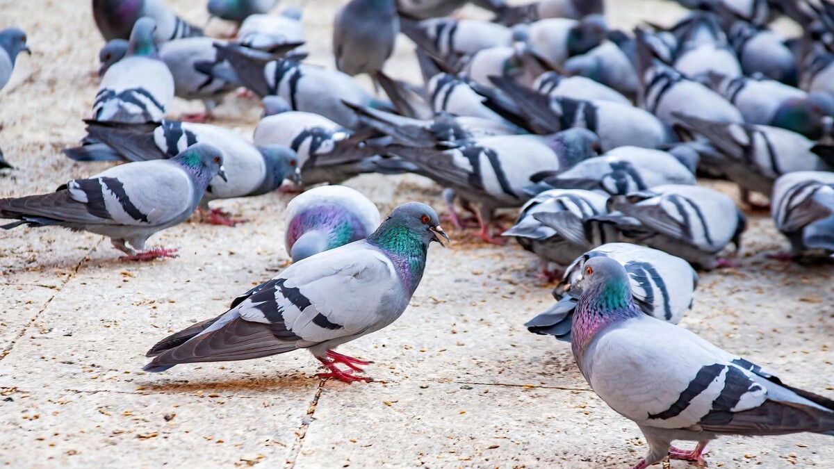    Фото: halilakay/Shutterstock/Fotodom