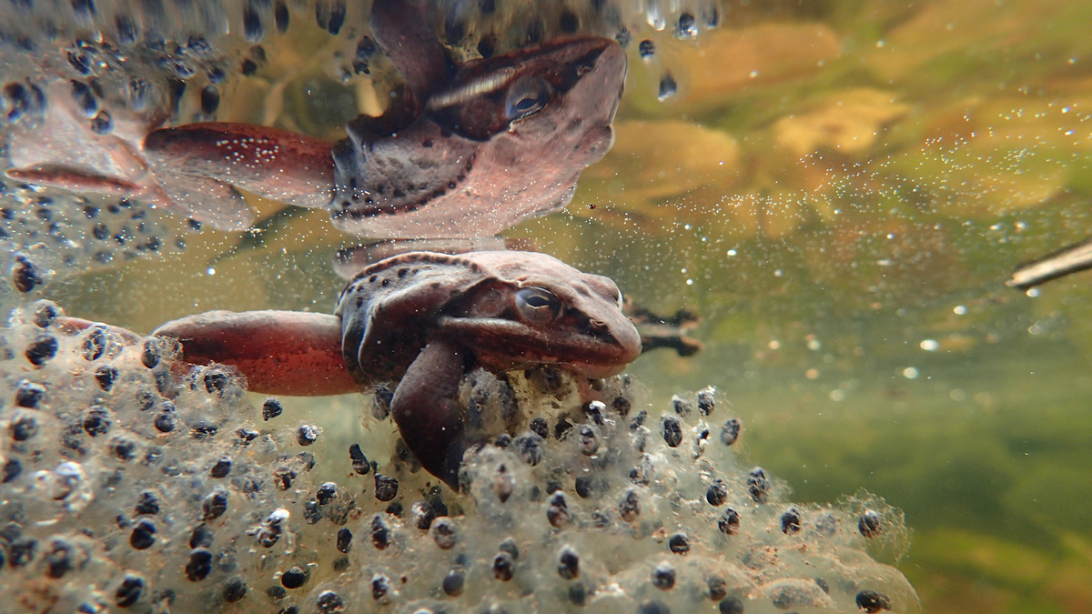 Фото с сайта: https://pekora.ru/jivotnye/p29816