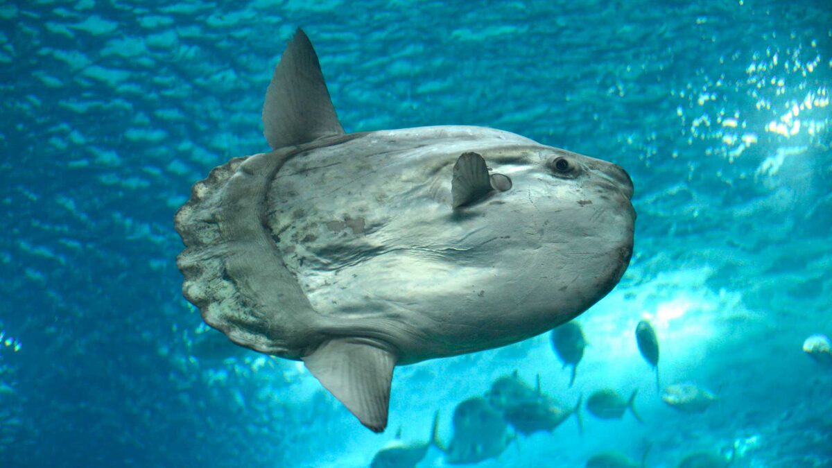 Фото с сайта: https://animaljournal.ru/article/riba_luna_opisanie