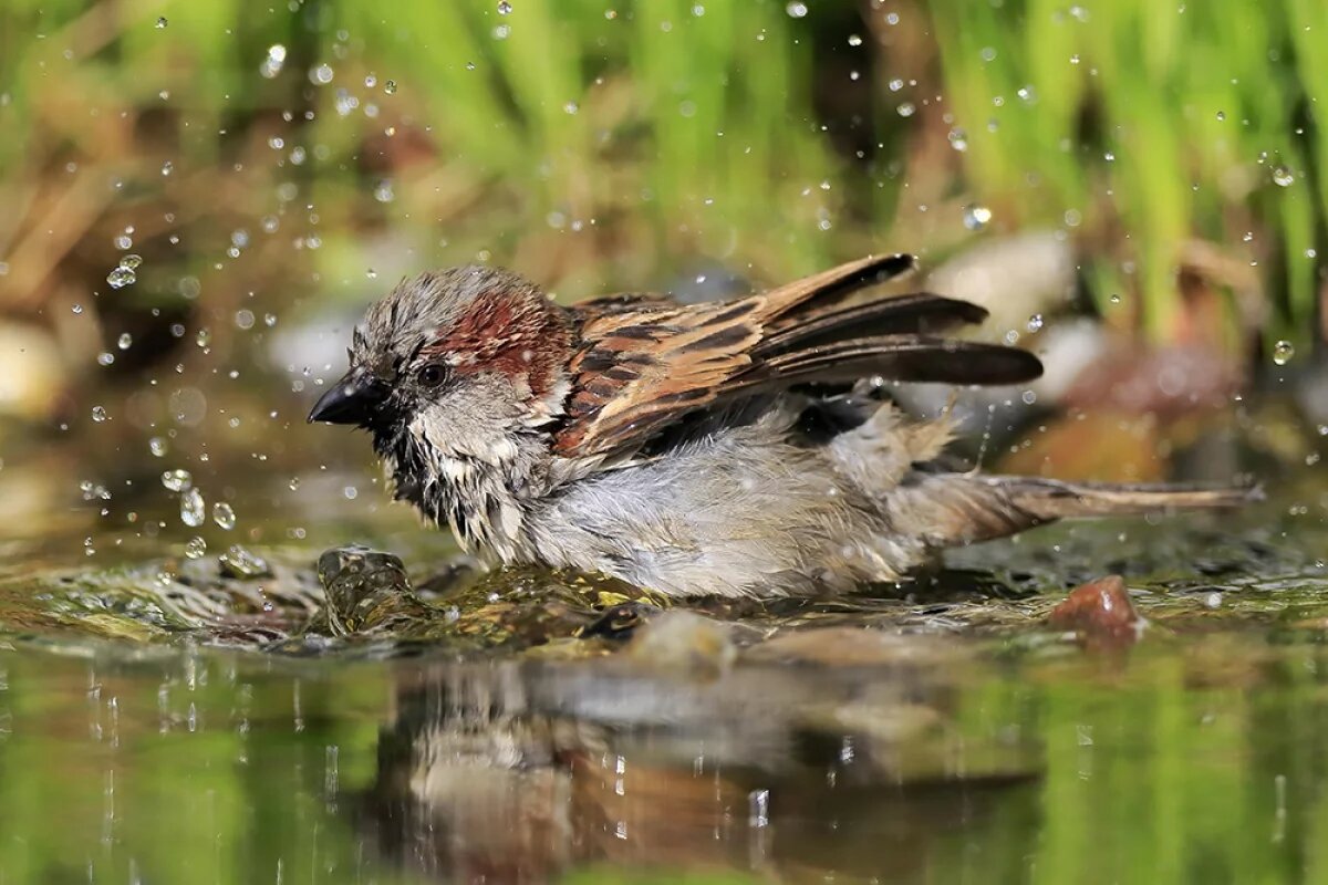    Тюменцы могут помочь ученым выяснить причину снижения популяции воробьев