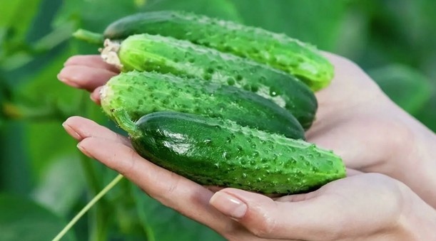 Вот такой он - красавец Нежинский. 