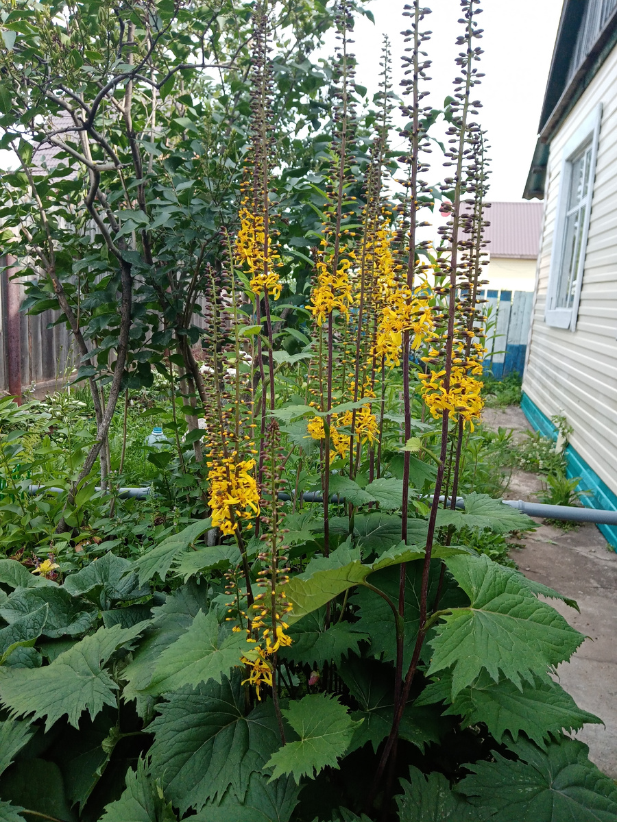 начало цветения бузульника/фото автора