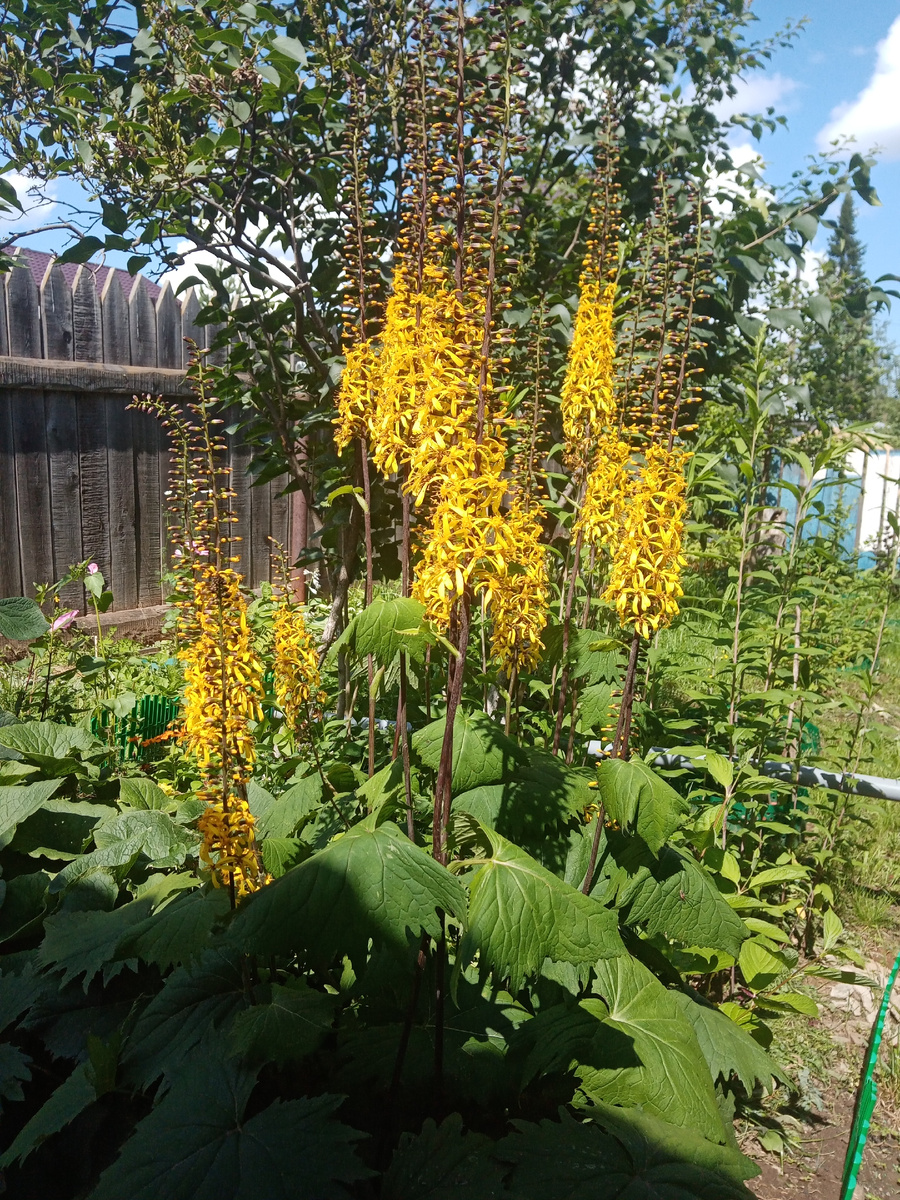 бузульник Рокет/фото автора 