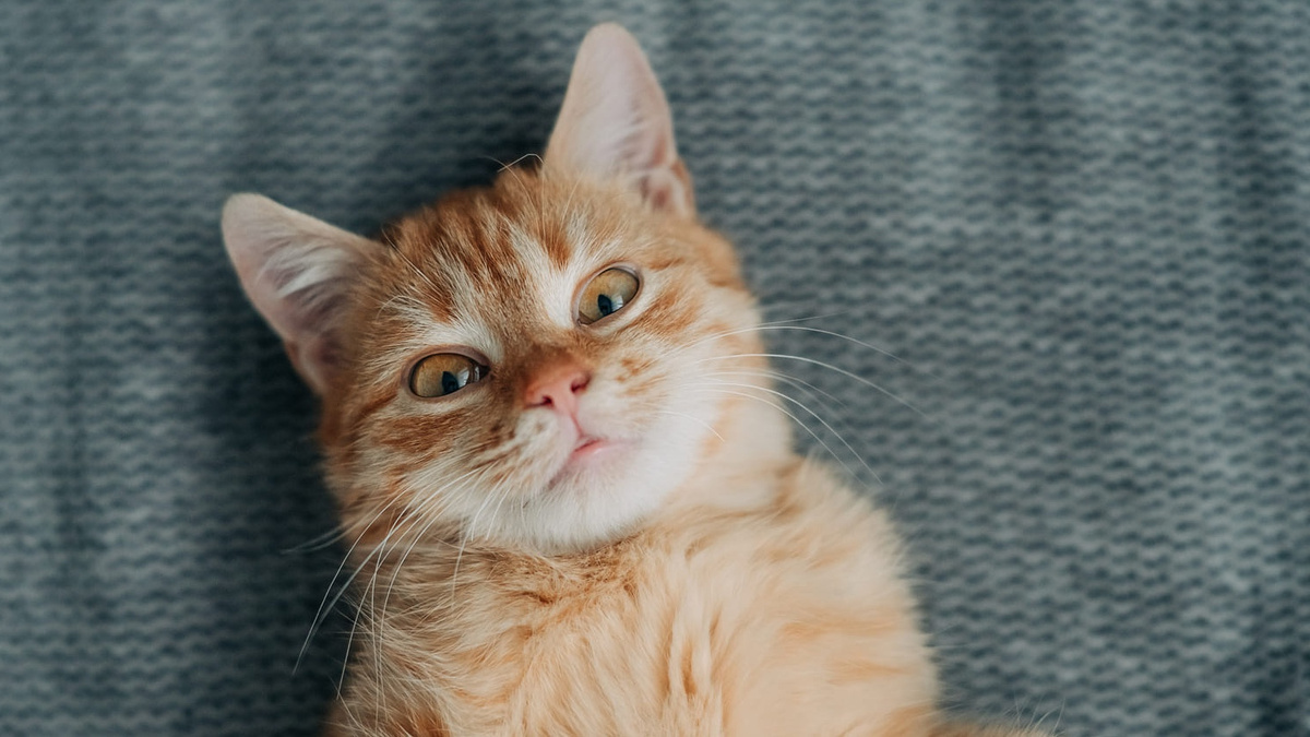 Зрение у кошек устроено совсем по другому