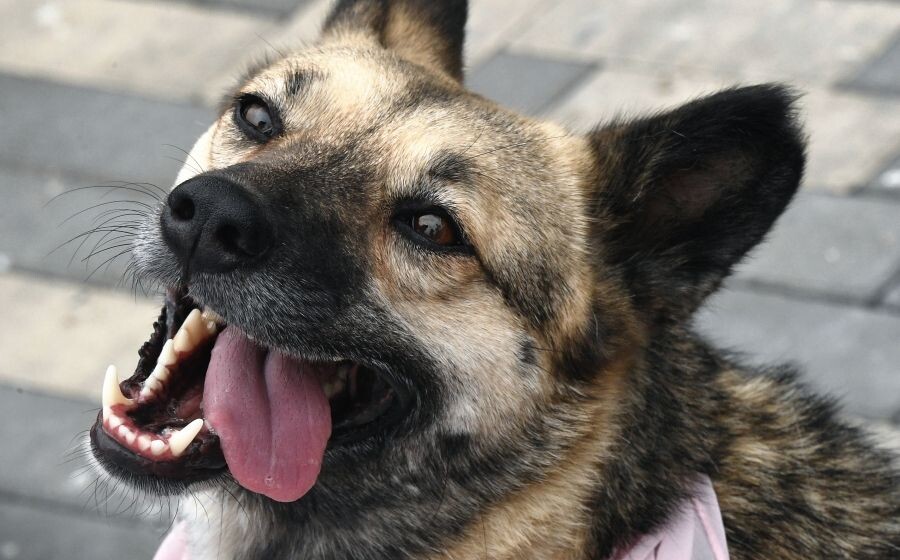     / Источник: © Виталий Аньков/РИА Новости