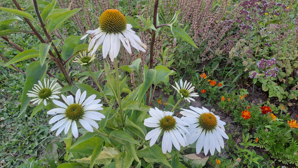 Белой эхинацеи стало больше. Эти белые ромашки потихоньку расцветают друг за другом (фото автора)
